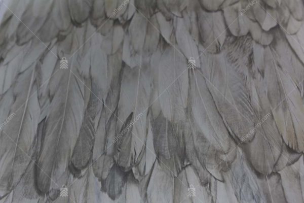 9913-2 Bej Kuş Tüyü Desenli Duvar Kağıdı Detay