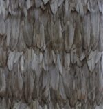 9913-5 Kahverengi Kuş Tüyü Desen Duvar Kağıdı
