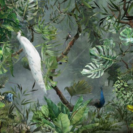 A301-1 Amazon Tropikal Tavus Kuşu Poster Duvar Kağıdı