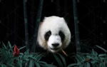 GRP220086 Ormandaki Panda Poster Duvar Kağıdı