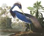 GRP330024 Louisiana Blue Heron Art Poster Duvar Kağıdı